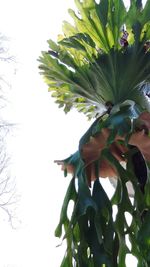 Low angle view of flowering plant against clear sky