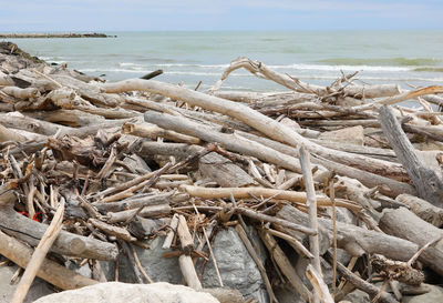 Close-up of driftwood on beach