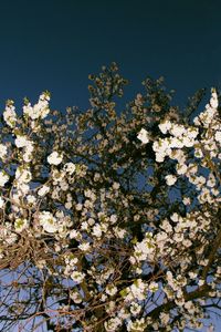 Low angle view of cherry blossoms against sky