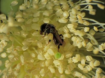 Close-up of bee on flower