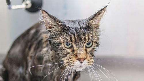 Cat washing and grooming close up getting professional service at pet salon by groomer