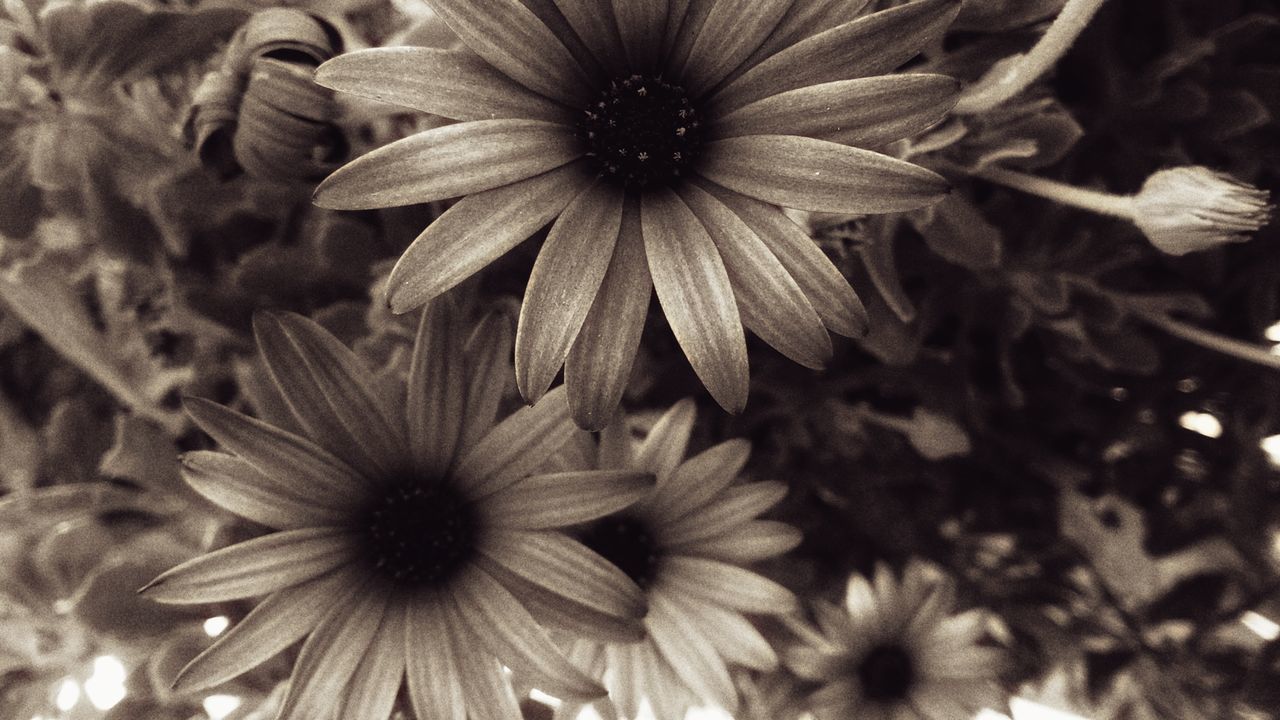 flower, petal, flower head, plant, fragility, growth, blooming, nature, freshness, beauty in nature, no people, close-up, day, outdoors, osteospermum, black-eyed susan