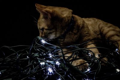 Close-up of cat against black background