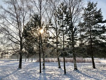 Trees on snow covered land against sky