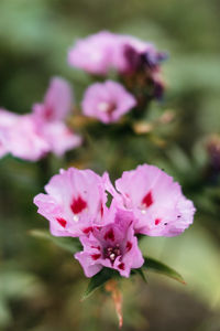 Close-up of pink flowers