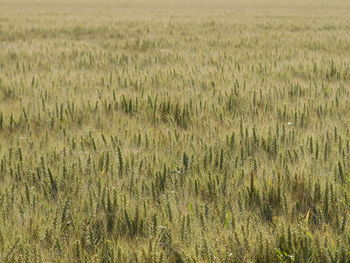 Scenic view of grassy field