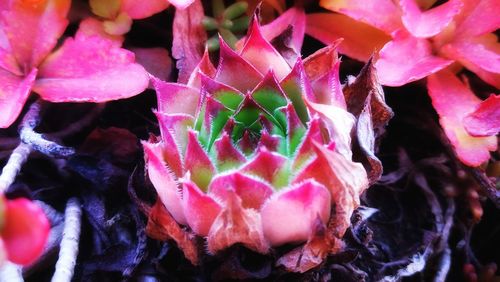 Full frame shot of pink flowers