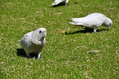 Birds on grassy field during sunny day