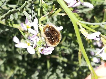 Close-up of bee on flower