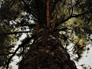 Low angle view of trees in forest against sky