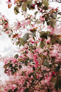 Close-up of pink cherry blossoms during spring