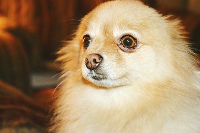 Close-up portrait of a dog