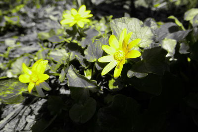 Close-up of yellow flowering plant