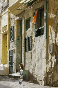 Fluffy dog stares in camera from entrance in apartment building. narrow street in valletta, malta.