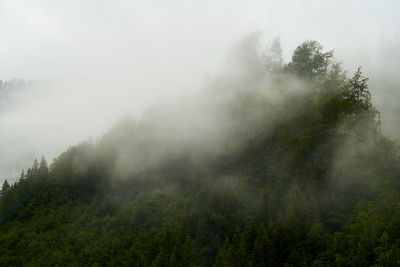 Scenic view of foggy forest against sky