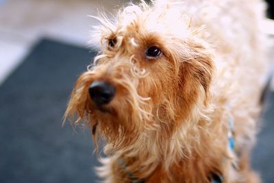 Close-up portrait of dog