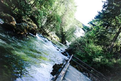 Scenic view of river flowing through forest