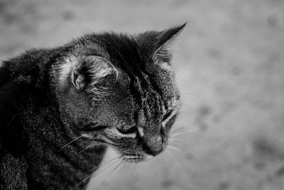 animal