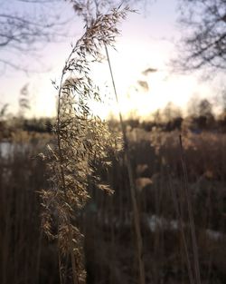 Close-up of stalks in field against sky