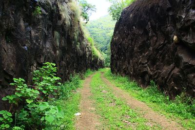 Dirt road amidst trees