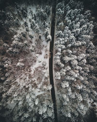 Low angle view of tree in forest during winter