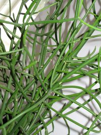 Close-up of leaves