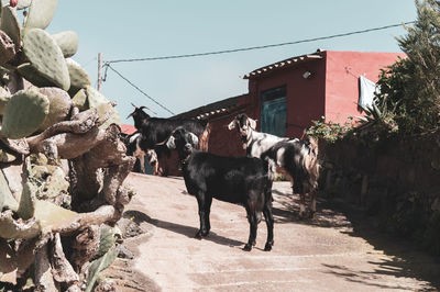 Goats in a village street