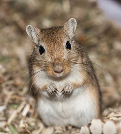 Close up portrait of a desert racing mouse