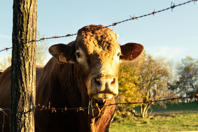 Cow in a field