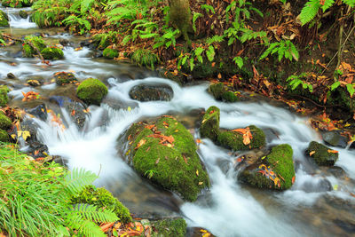 Scenic view of waterfall in forest