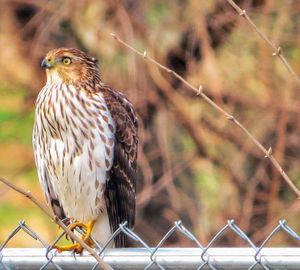 Close-up of bird perching on branch