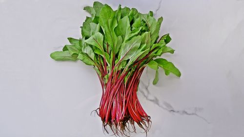 Close-up of plant against white background