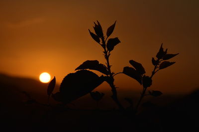 Close-up of silhouette plant against sky during sunset