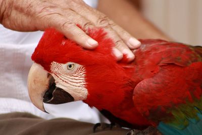 Close-up of a hand holding a bird