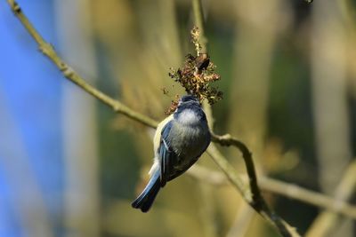 Close-up of blue tit perching on branch
