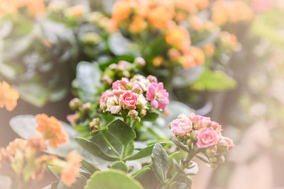 Close-up of pink flowering plant