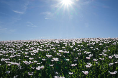 Scenic view of flowering plants on field against sky