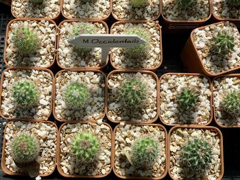 Full frame shot of potted plants for sale