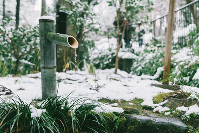 Close-up of snow covered plants on land