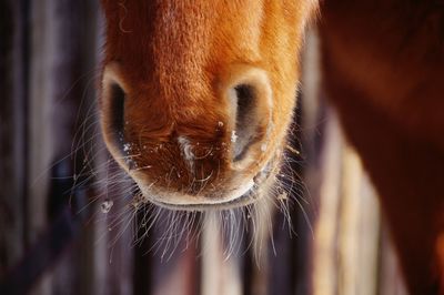 Close-up of horse