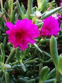Close-up of pink flowering plant