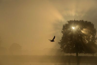 Silhouette bird flying over lake against sky during sunset