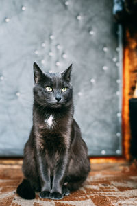 Portrait of black cat sitting outdoors