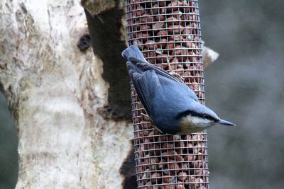 Close-up of bird perching on wooden post