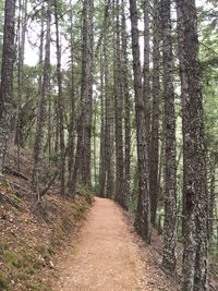 Narrow pathway along trees in forest