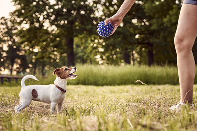 Owner plays with jack russell terrier dog in the park