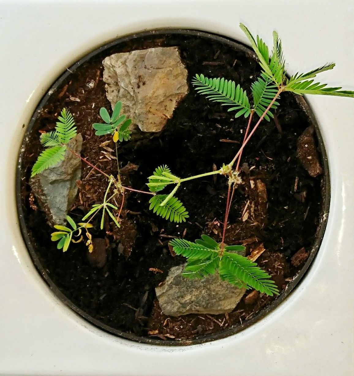 CLOSE-UP OF YOUNG PLANT GROWING ON POTTED PLANTS