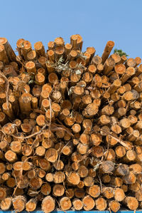 Stack of logs against trees in forest