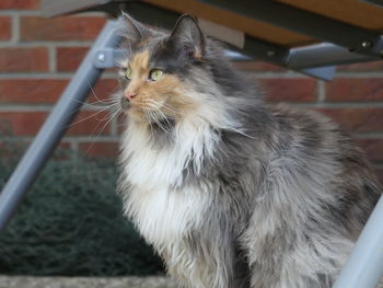 Close-up of cat looking away