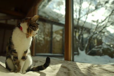 Cat sitting at home